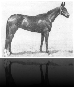 Golubka, bay, 1969 Tersk (Bedou–Gulyalek) Elite, 8-10-8-7---, 165-163-178-19.5 Dagestan